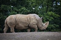 Neushoorn