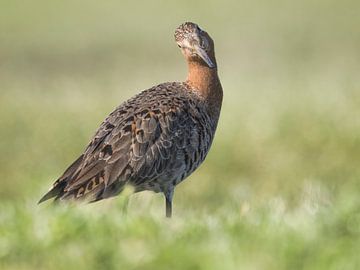 Nieuwsgierige grutto