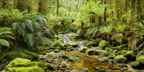 Kahurangi National Park II