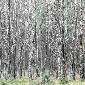 Birch forest by Gerard van Roekel