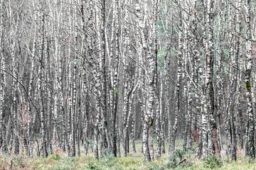 Birch forest by Gerard van Roekel