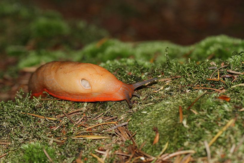 Rote Wegeschnecke von Anja Bagunk
