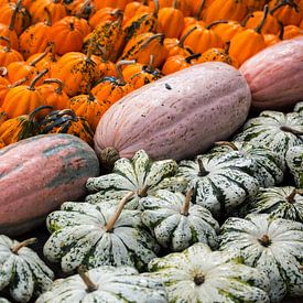 Different types of pumpkins by Sergej Nickel