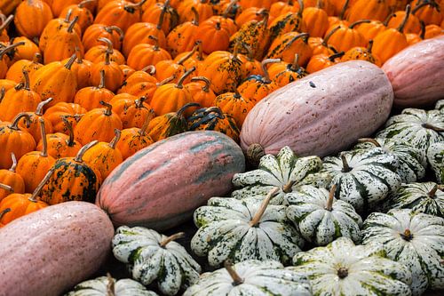Différentes sortes de courges