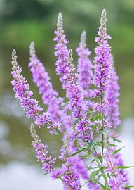 Plants and flowers in nature. by Marcel Kerdijk
