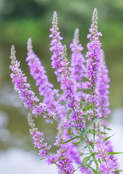 Plants and flowers in nature. by Marcel Kerdijk