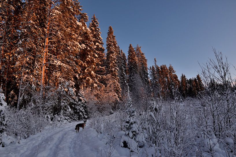Une forêt profonde en plein soleil par Christer Andersson