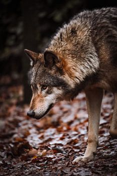 Der europäische Wolf