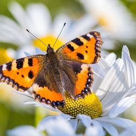 Kleiner Fuchs (Aglais urticae) in Margeriten von Daniela Beyer