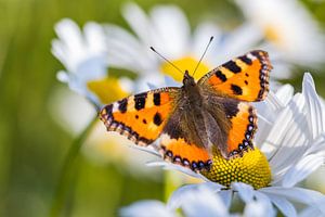 Kleiner Fuchs (Aglais urticae) in Margeriten