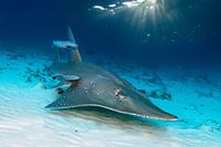 Giant guitarfish