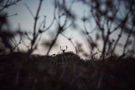Hert in de duinen van Noordwijk, Nederland van Bram Jansen