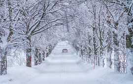 car in a tunnel of frozen trees