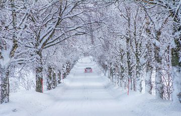 ein Auto in einem Tunnel von gefrorenen Bäumen von Hamperium Photography