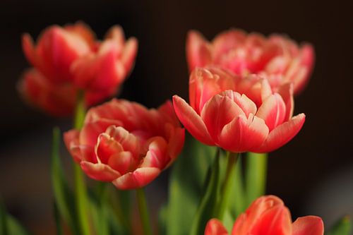 Les tulipes en couleur