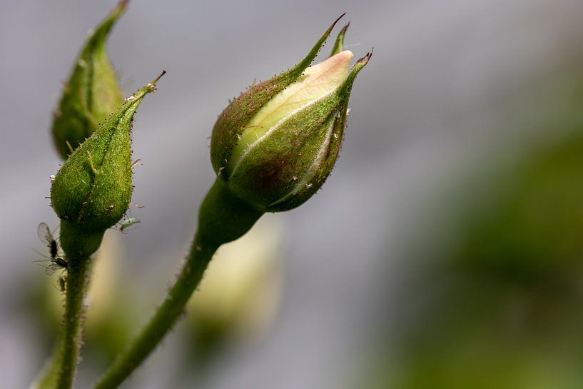 Rose blanche en bouton (et avec de la compagnie). par Erwin van Eekhout