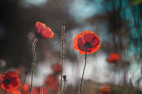 Mohnblumen im Abendlicht