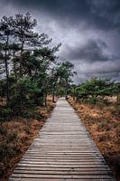 the path