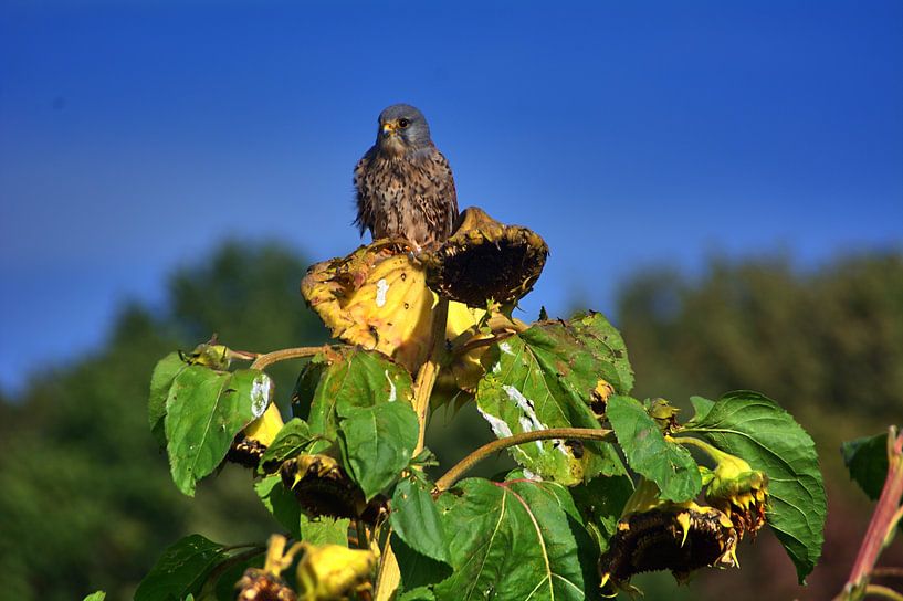 Torenvalk op zonnebloem van Edgar Schermaul