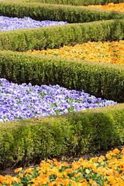 Colorful flower bed