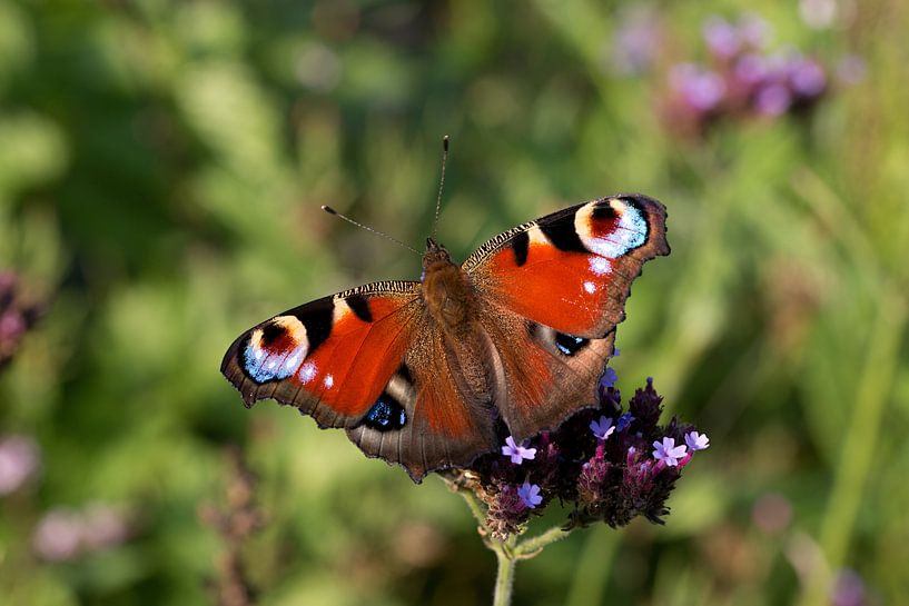 Le paon de jour est un papillon de taille moyenne de la sous-famille des Nymphalinae de la famille d par W J Kok