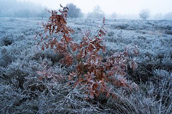 A frozen heathland