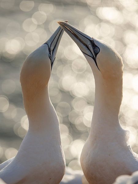 Gannets greet each other by Anja Stolwijk