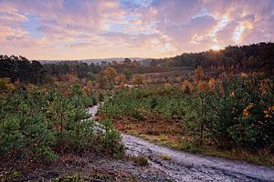 Herbst @ Brunssummerheide von Rob Boon