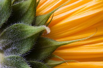 Sonnenblume Sunrich Gold von Margot van den Berg