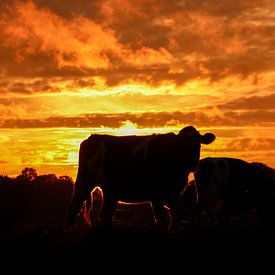 Vache pendant le coucher de soleil de Twente. sur cindy kuiphuis