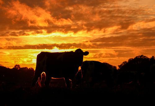 Koe tijdens Twentse zonsondergang.