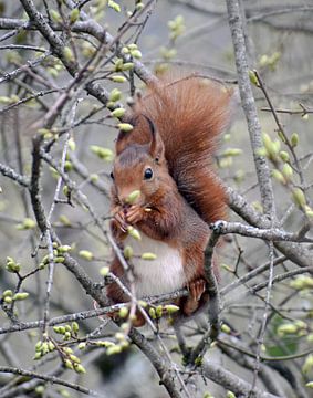 Eichhörnchen im Baum