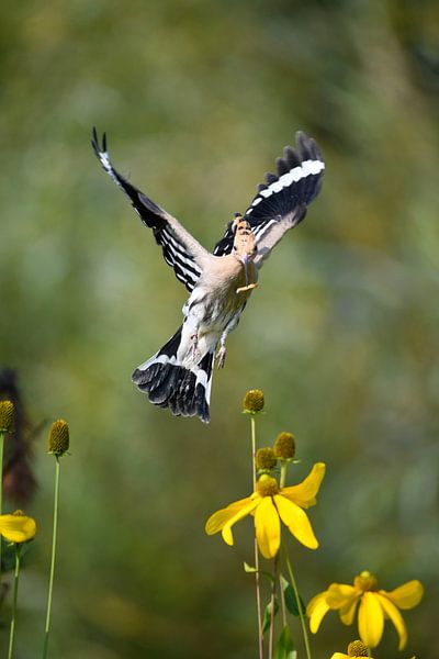 Get out soon by Erik Ramaker den Ouden