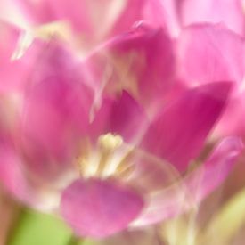 Pink Tulip by Johan Kalthof