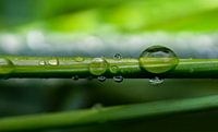 Water drop on a blade of grass