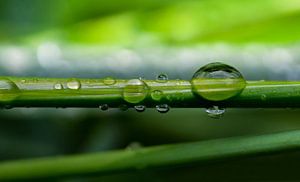 Waterdruppel op een grasspriet van Peter Heeling