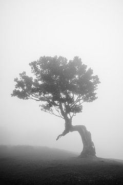 Arbre solitaire dans le brouillard sur Erwin Pilon