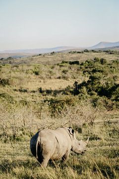 Breitmaulnashorn in Afrika, das in die Ferne starrt von Leen Van de Sande