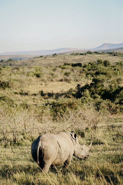 White rhino in Africa, gazing into the distance by Leen Van de Sande