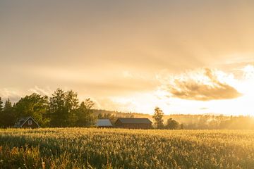 Zweedse boerderij tijdens zonsondergang.
