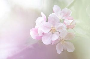 Fleur de pommier dans des tons doux de violet et de vert