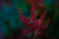 Plante artistique