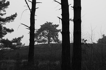 De boom