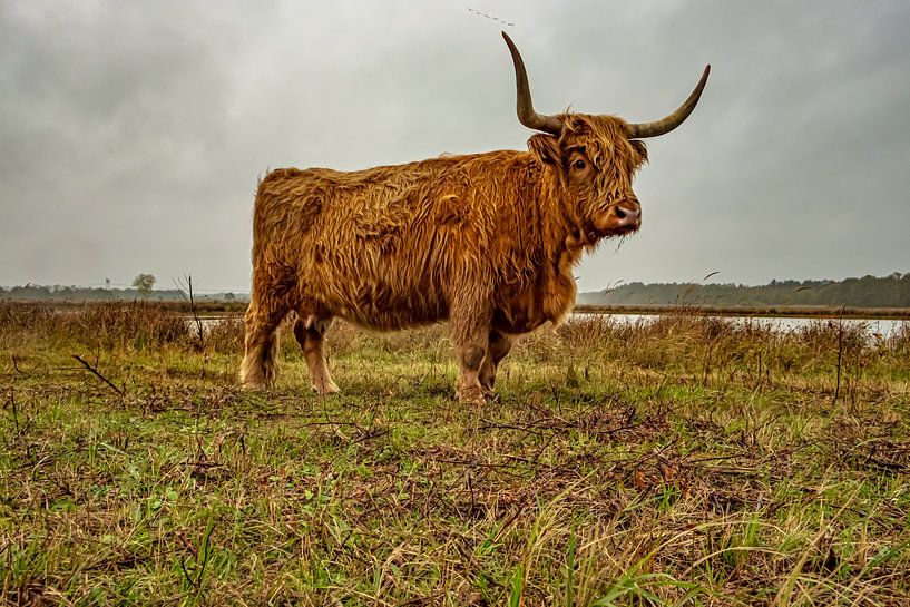 Scottish Highlander Estate Huis ter Heide by Freddie de Roeck