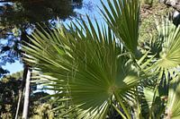 Palmblad