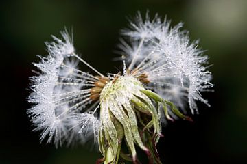 Paardenbloem van Jolanta Mayerberg