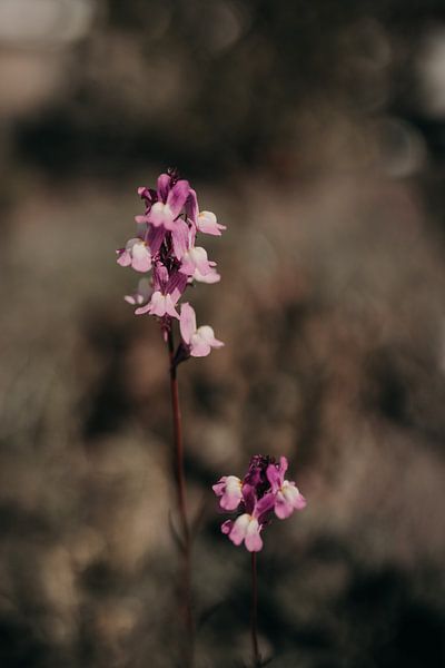 Roze bloem van Sanne van Pinxten