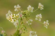 Orange tip by Moetwil en van Dijk - Fotografie thumbnail