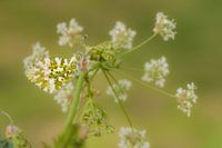 Orange tip