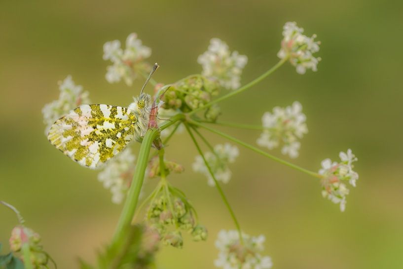 Orange tip by Moetwil en van Dijk - Fotografie